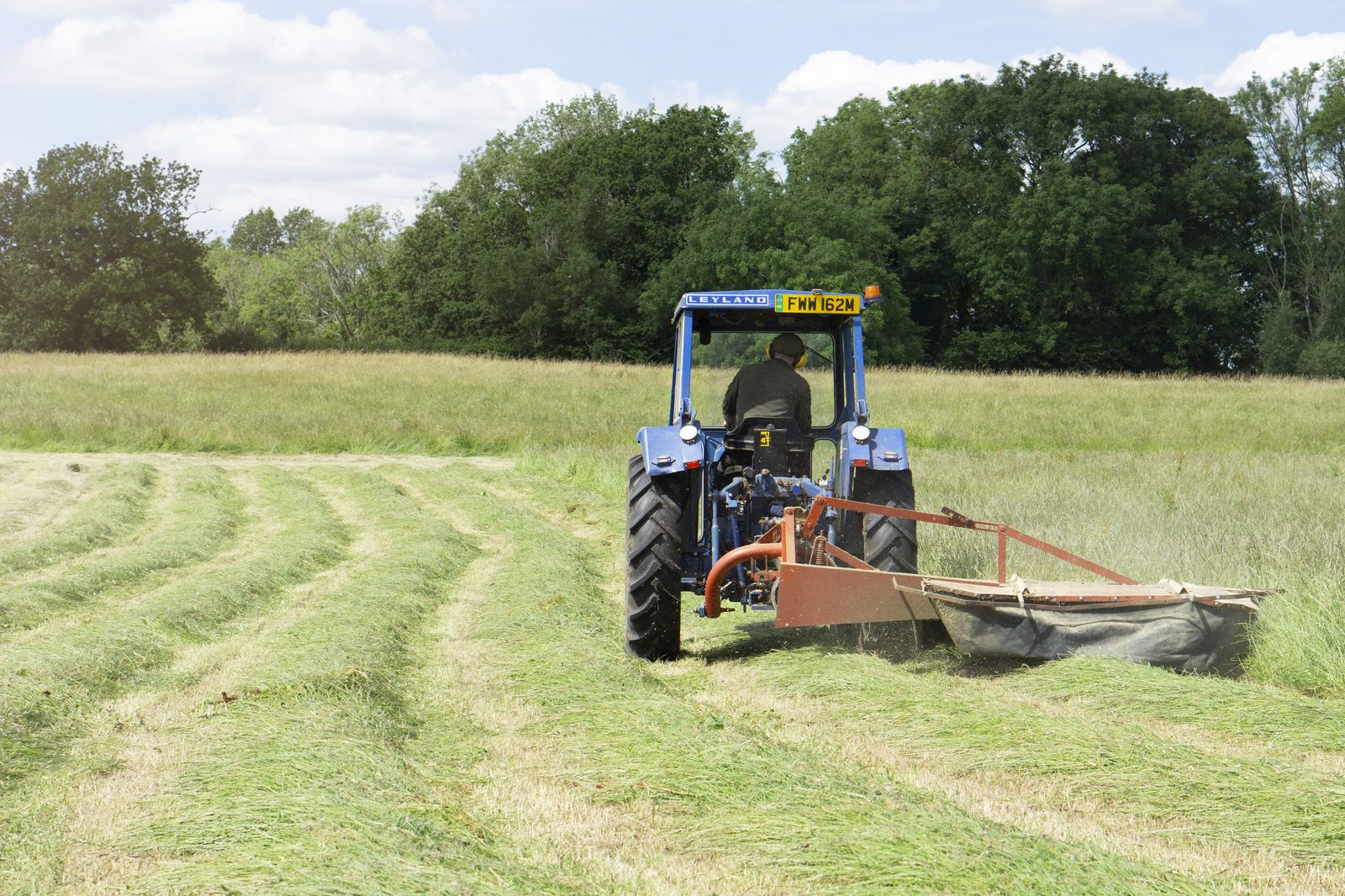 Leyland 255 mowing from behind